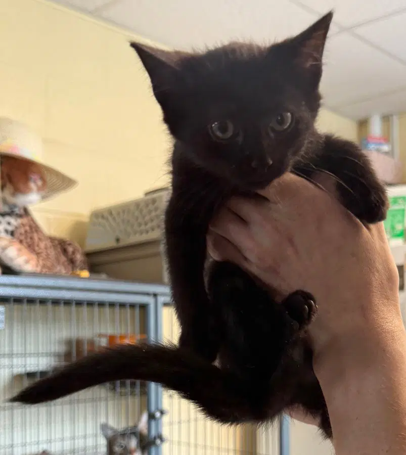 Godivia - Domestic Short Hair