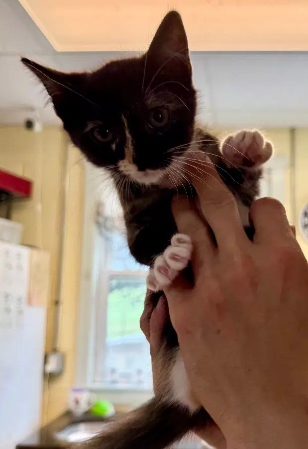 Skittles - Domestic Short Hair