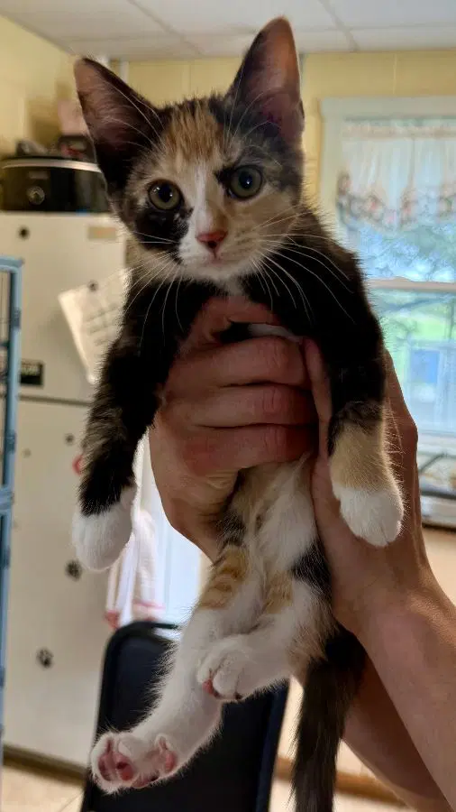 Razzle - Domestic Short Hair
