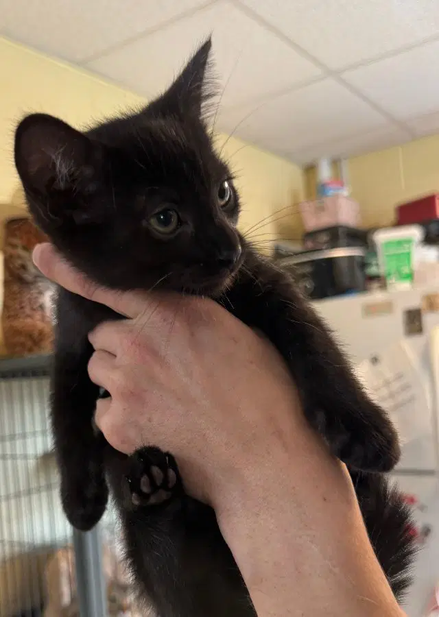 Hershey - Domestic Short Hair