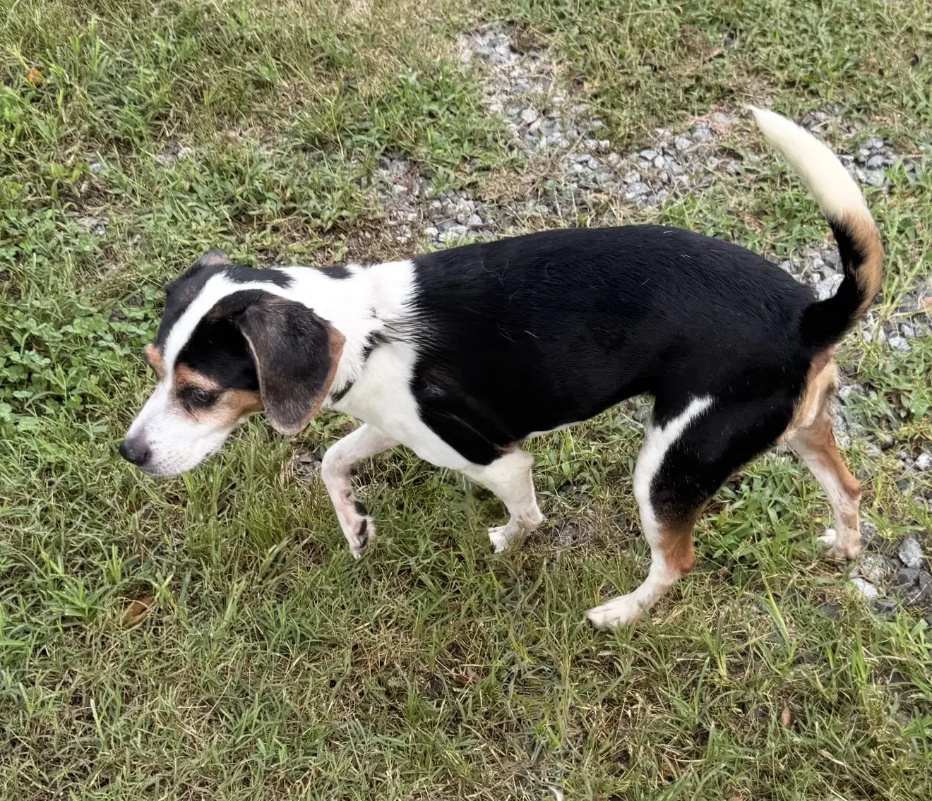 Vegas - Beagle