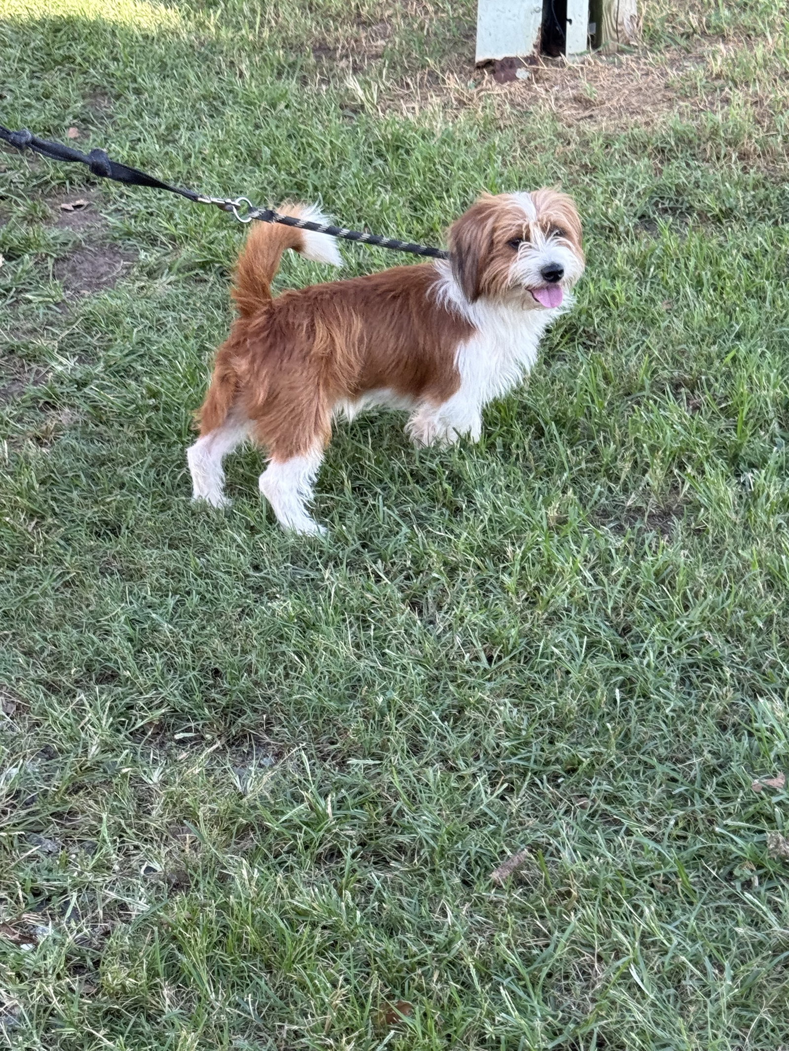 Nevada, Mixed Breed