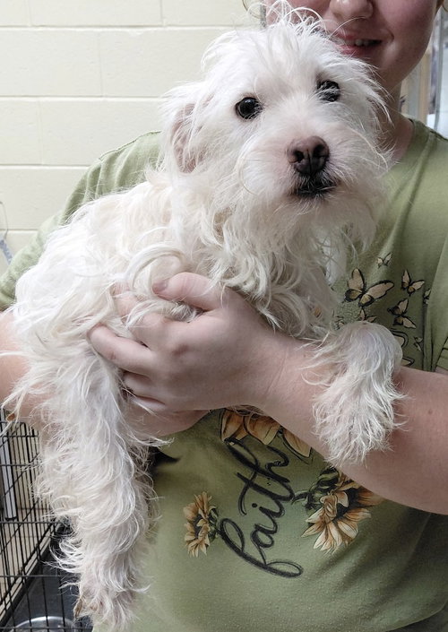 Sargent, a dog for adoption from Happy Hills Animal Foundation