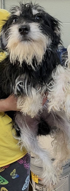 Major, a dog for adoption from Happy Hills Animal Foundation