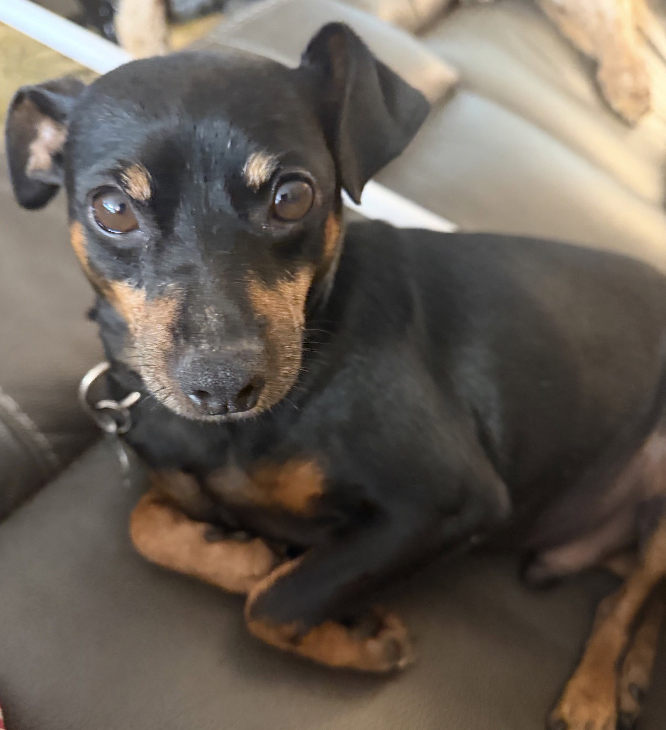 Denver, Miniature Pinscher