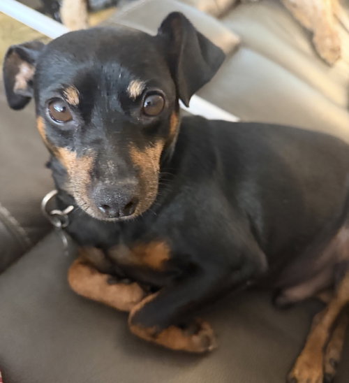 Denver, a dog for adoption from Happy Hills Animal Foundation