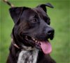 adoptable Dog in staley, NC named Impulse