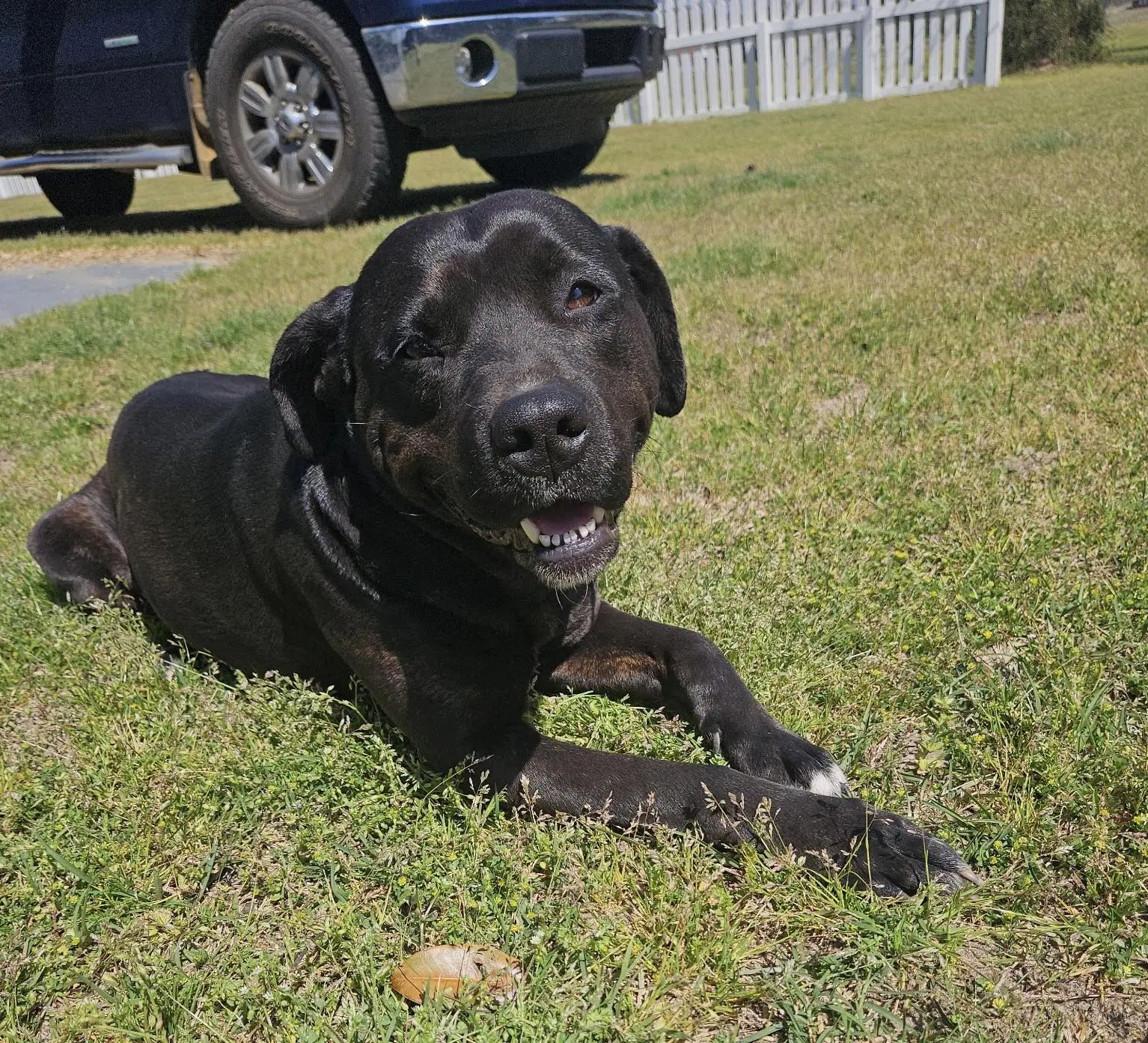 Betty - Labrador Retriever