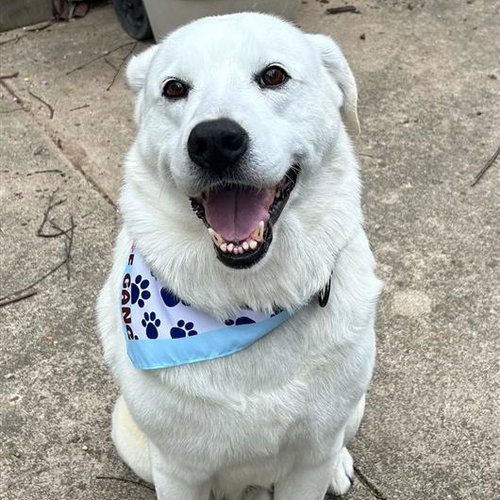 Blizzard, an adoptable Labrador Retriever in Bamberg, SC