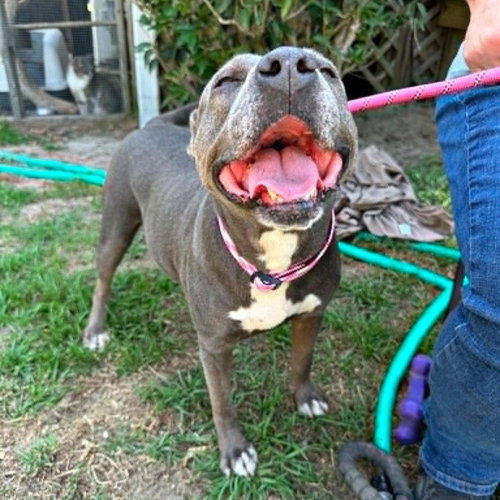 Jane, an adoptable Terrier in Bamberg, SC