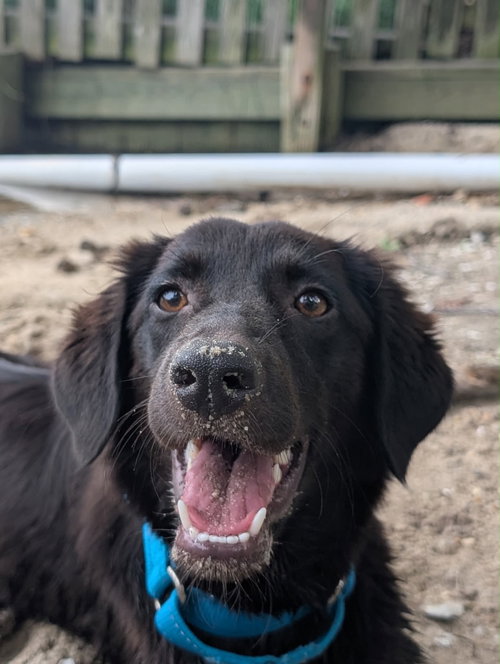 Macey, an adoptable Flat-coated Retriever in Bamberg, SC