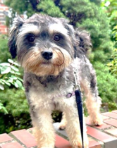 Max, a dog for adoption from Mary Ann Morris Animal Society