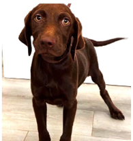 Cocoa, Labrador Retriever