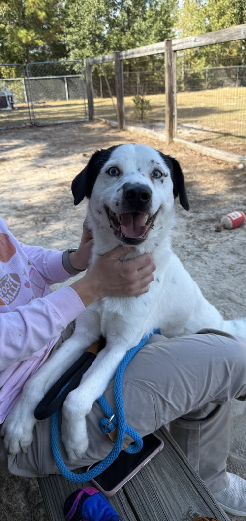 Frankie, an adoptable Terrier / Mixed (medium coat)