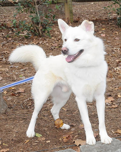 picture of the dog needing adoption