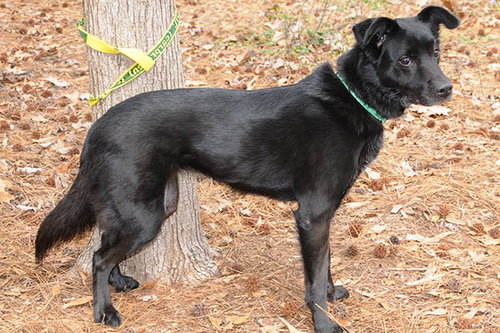 picture of the dog needing adoption