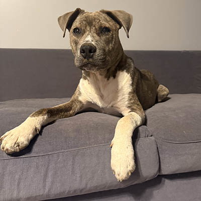 picture of the dog needing adoption