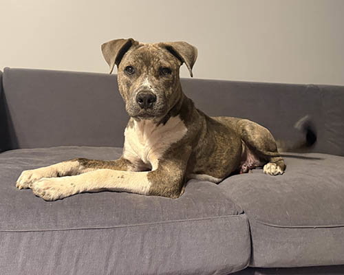 Pickles photo 3