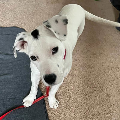 picture of the dog needing adoption