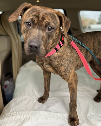 picture of the dog needing adoption