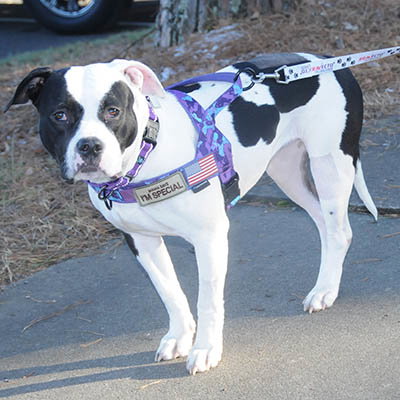 picture of the dog needing adoption