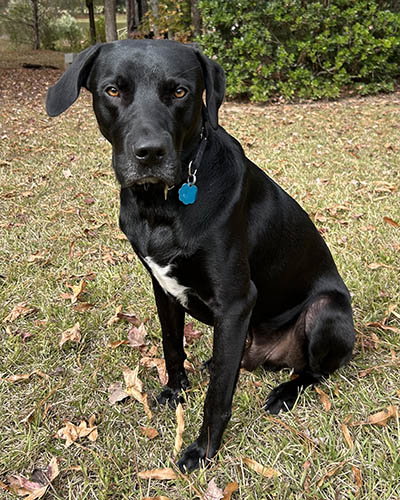 picture of the dog needing adoption