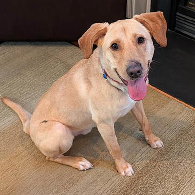 picture of the dog needing adoption