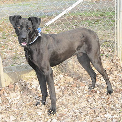picture of the dog needing adoption
