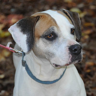 picture of the dog needing adoption