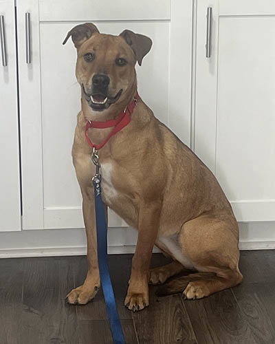picture of the dog needing adoption