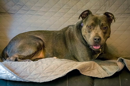 picture of the dog needing adoption