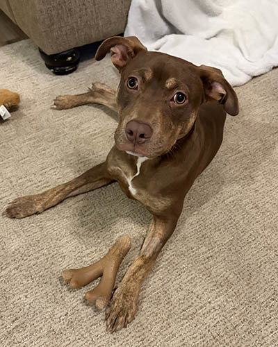 picture of the dog needing adoption