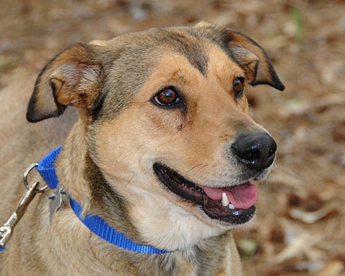 picture of the dog needing adoption
