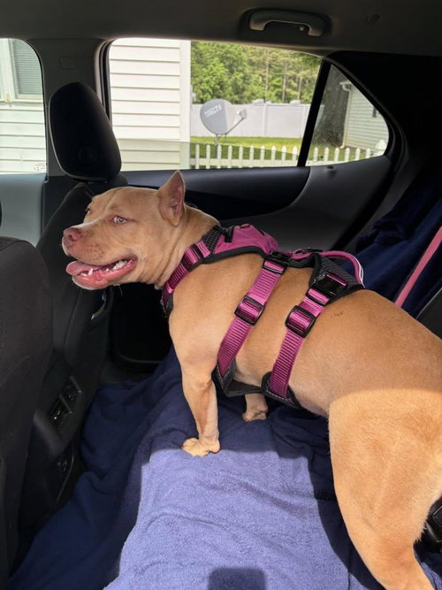 picture of the dog needing adoption