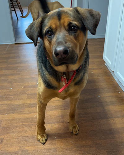 picture of the dog needing adoption