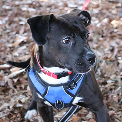 picture of the dog needing adoption