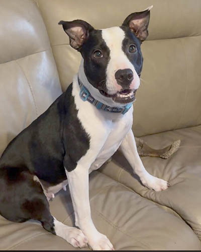 picture of the dog needing adoption