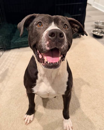 picture of the dog needing adoption