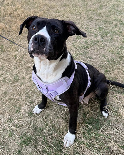 picture of the dog needing adoption