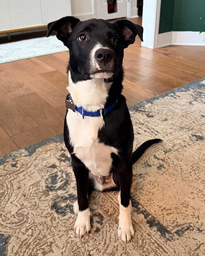 picture of the dog needing adoption