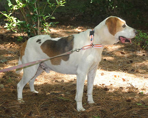 Duncan, photo 3