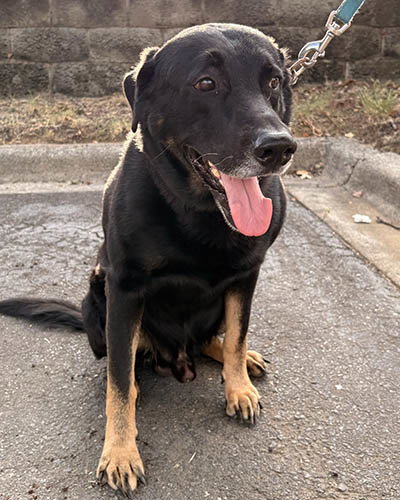 Chase, a dog for adoption from Jesse's Place Rescue INC