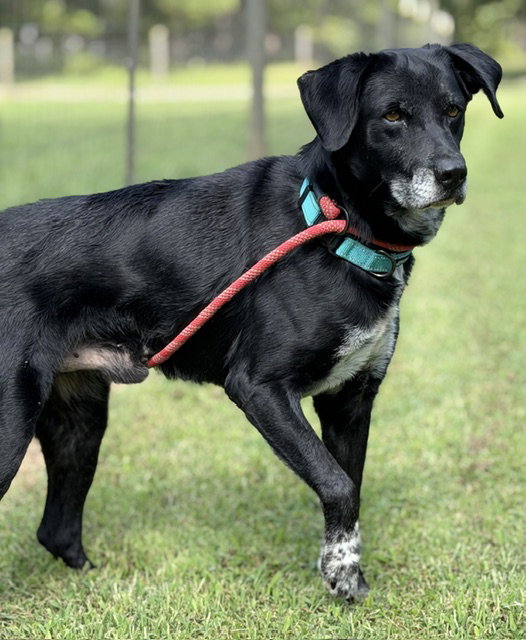 Midnight, Black Labrador Retriever