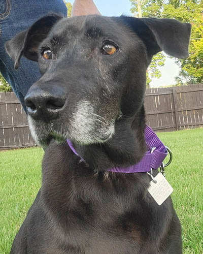 Salley, Black Labrador Retriever