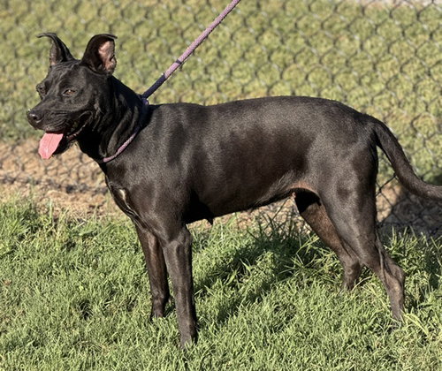 Nyla, a dog for adoption from Jesse's Place Rescue INC