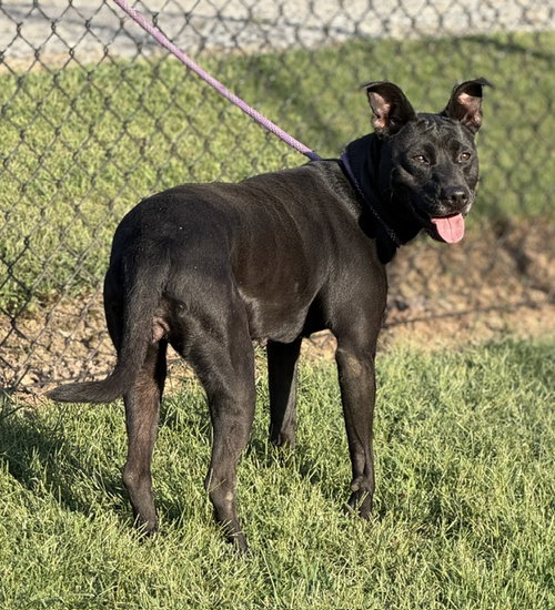 Photo 2 of Nyla
