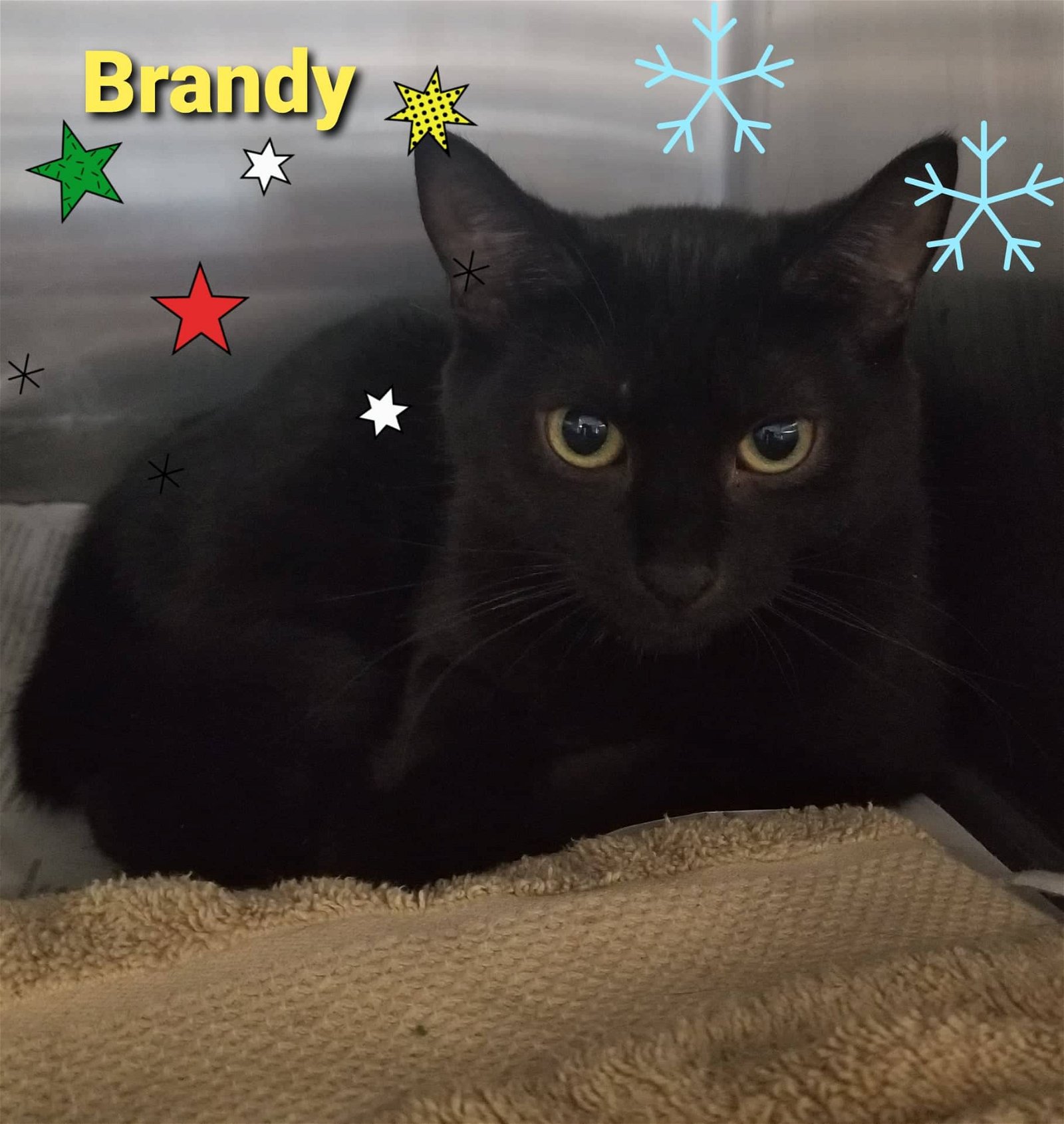 adoptable Cat in Bridgewater, NJ named Brandy