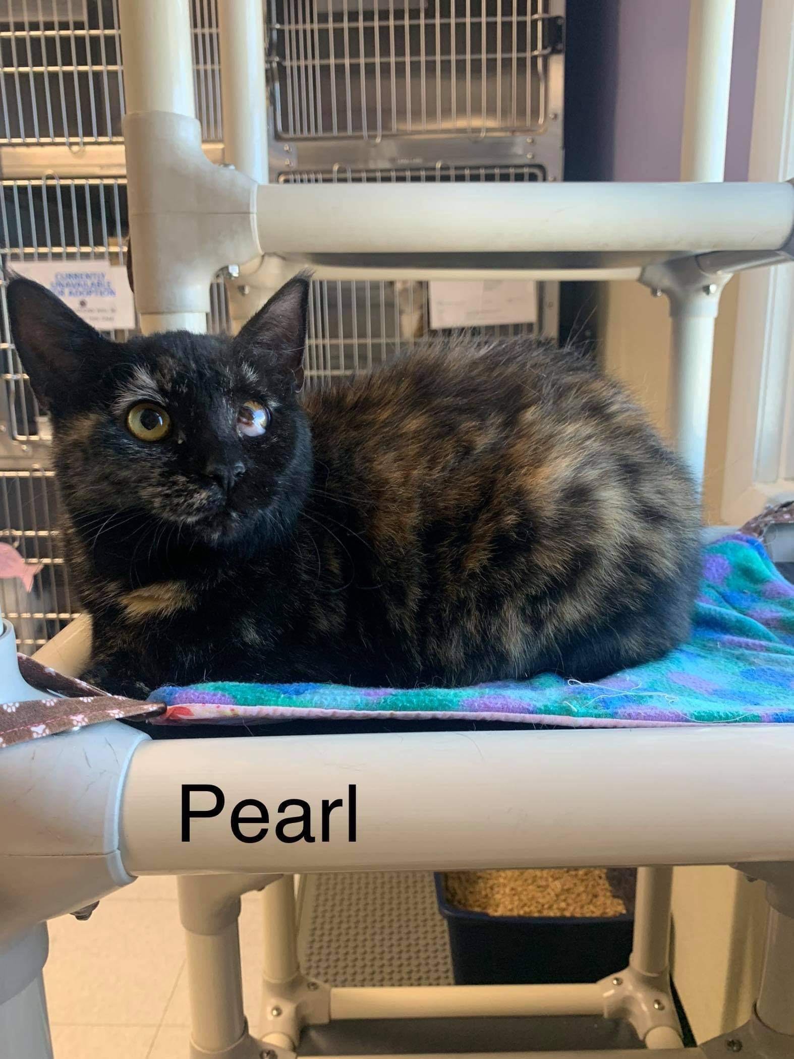 adoptable Cat in Bridgewater, NJ named Pearl