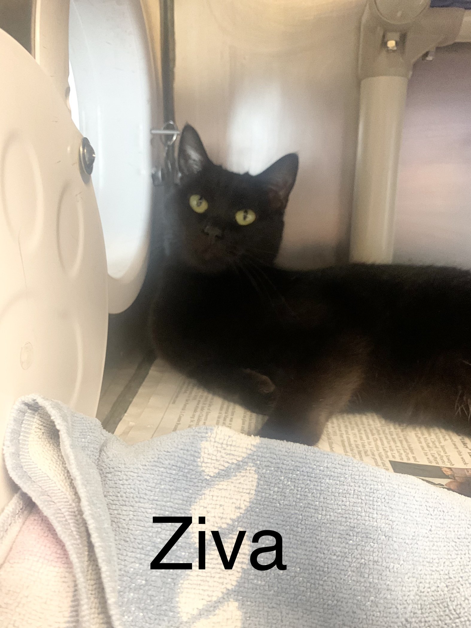 adoptable Cat in Bridgewater, NJ named Ziva