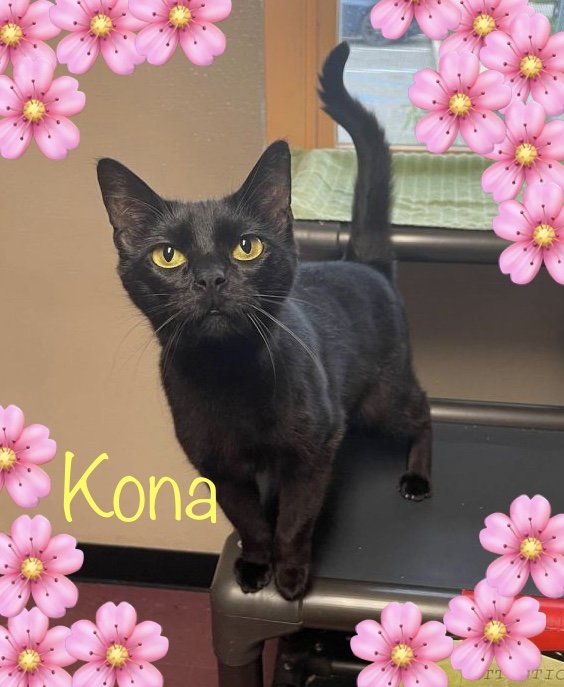adoptable Cat in Bridgewater, NJ named Kona